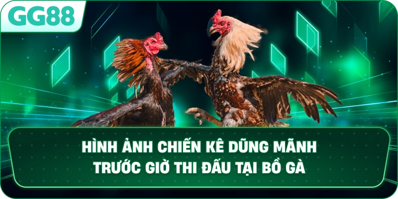 Hình ảnh chiến kê dũng mãnh trước giờ thi đấu tại bồ gà.