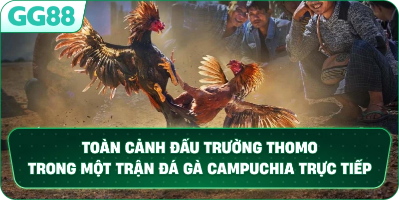 Toàn cảnh đấu trường Thomo trong một trận Đá Gà Campuchia trực tiếp.